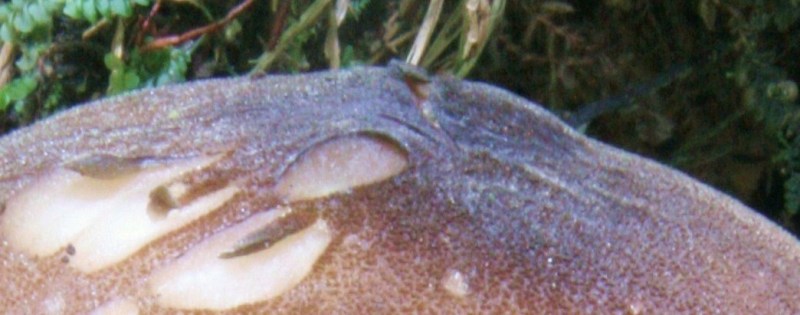 bellissimo e difficile qiuz